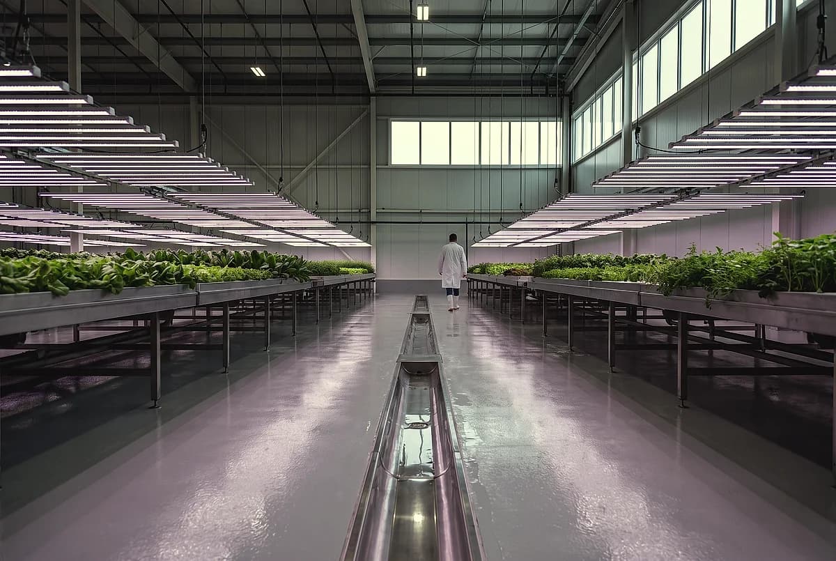 Rows of green cultivation plants under grow lights in an indoor facility with a pale seamless floor and floor drains