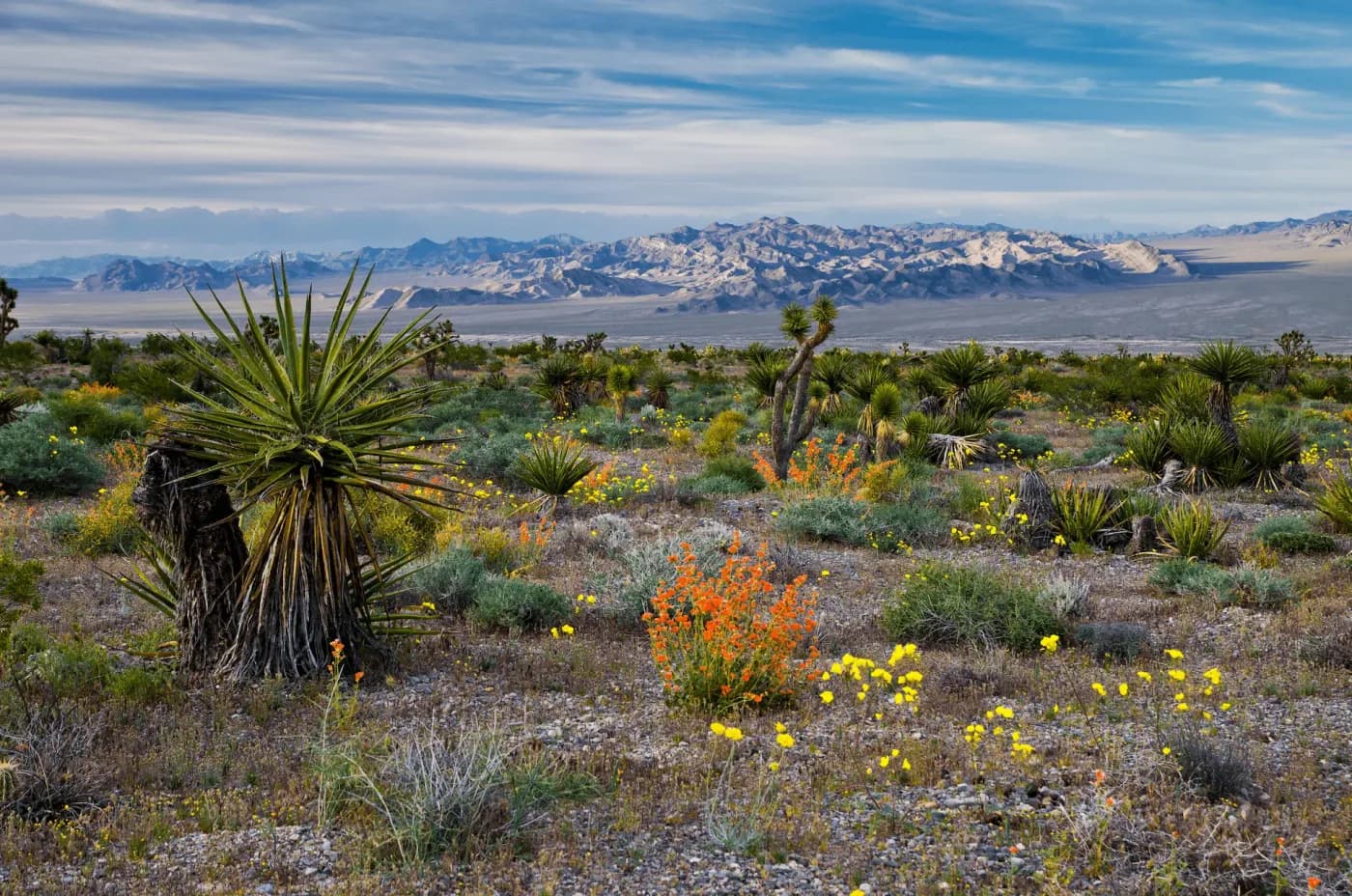 Spring flowers in Red Rock Canyon Conservation Area